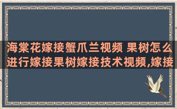 海棠花嫁接蟹爪兰视频 果树怎么进行嫁接果树嫁接技术视频,嫁接方法图解